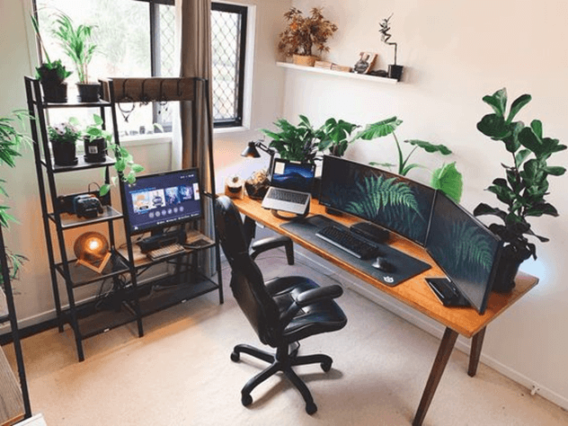 گیاهان مناسب برای دفتر کار